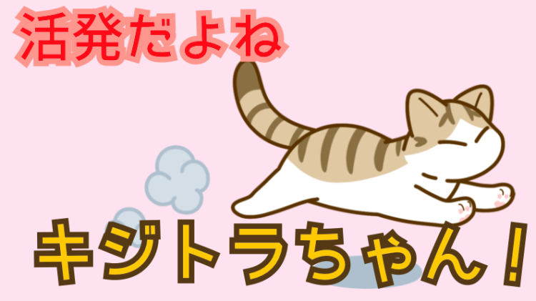 凛々しいけどかわいいキジトラ！